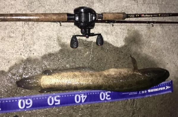 內有大魚，速點！「漁獲名人堂」