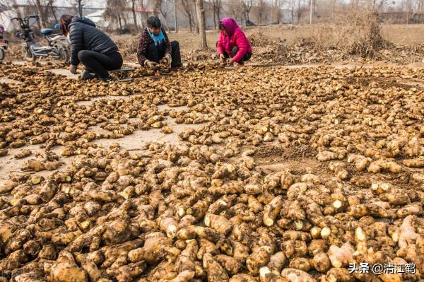 生薑種子窖藏:不凍不腐保溫保溼,翌年播種發芽率95%以上 生薑種子窖藏:不凍不腐保溫保溼,翌年播種發芽率95%以上