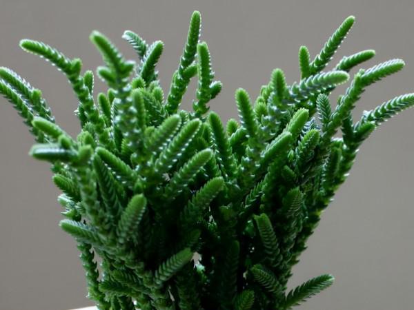 這10款多肉耐陰能力強，在室內陽臺上照樣長得漂亮，養起來真省心