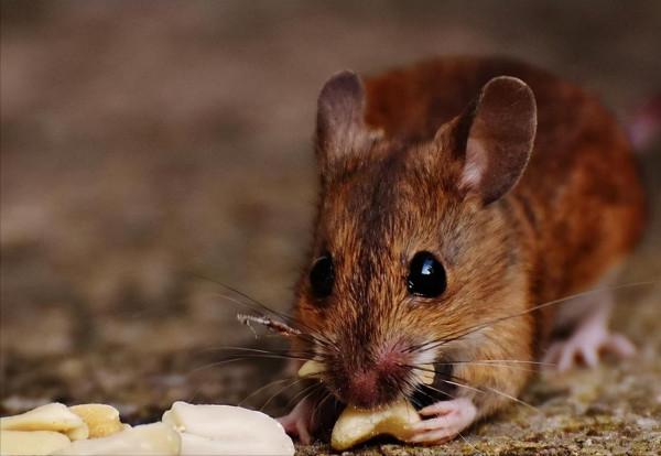 1967年，偵察員上報一秘密情報，周恩來指示公安部長：搞到底