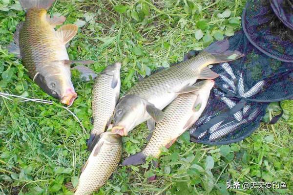 秋分前後釣鯉魚,首選這幾種天氣,選對天氣,坐等大鯉魚排隊上鉤 秋分前後釣鯉魚,首選這幾種天氣,選對天氣,坐等大鯉魚排隊上鉤