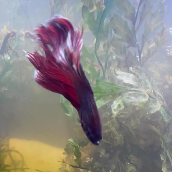 外國妹子救回一條顏色慘白的瀕死鬥魚，兩週後，奇蹟發生