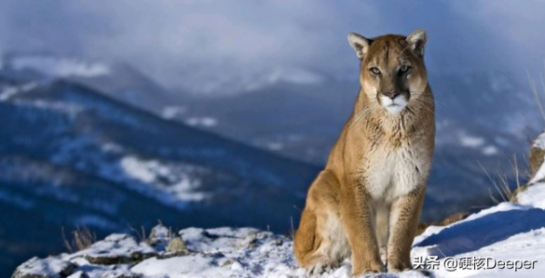 貓科動物誰最能打?在地球野區,顏值即戰鬥力 貓科動物誰最能打?在地球野區,顏值即戰鬥力