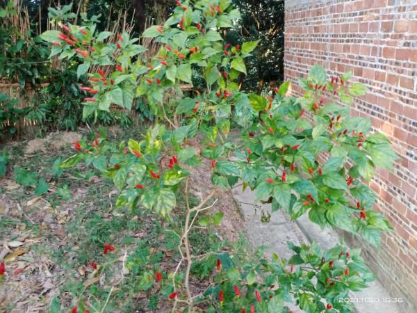 冬天來了,什麼植物都熟了 冬天來了,什麼植物都熟了