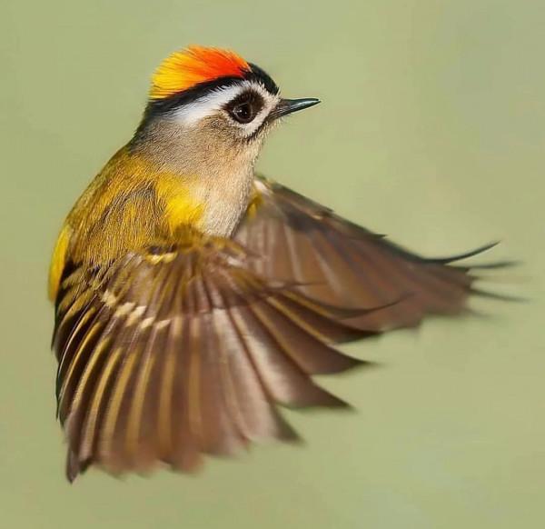 分享——最珍貴罕見的鳥