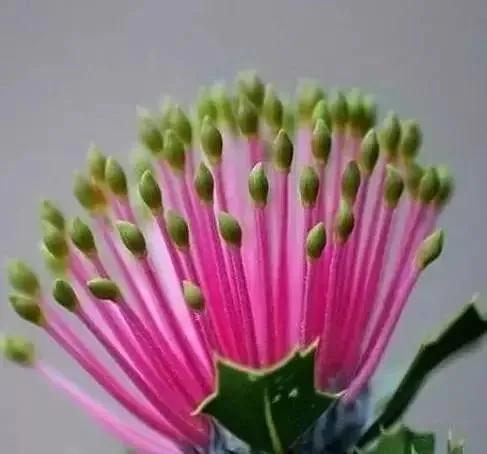世界上100種奇花，你見過的有哪些