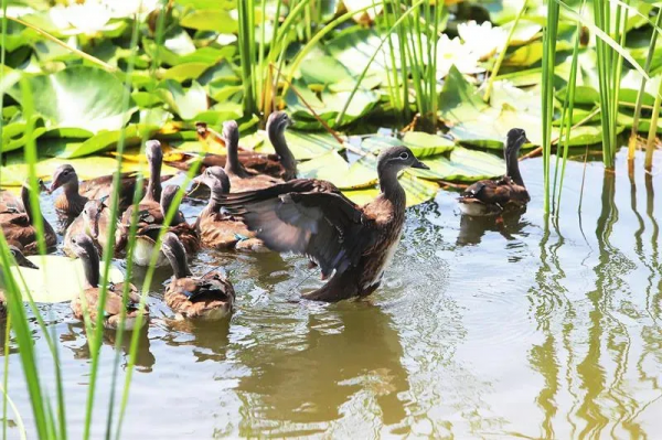 通州要建國家級植物園啦,佔地360公頃 通州要建國家級植物園啦,佔地360公頃