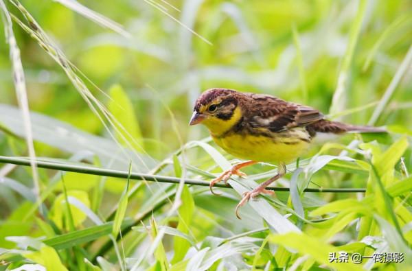 湖邊，這隻黃胸鵐正吃著野生稻種子