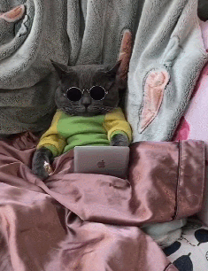 最“受歡迎”的幾種貓咪,附上市場價格,別再買貴了 最“受歡迎”的幾種貓咪,附上市場價格,別再買貴了