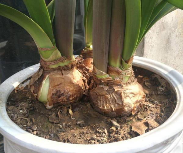 秋天的朱頂紅種球吹氣一樣長，分享養球“捷徑”，長到拳頭大