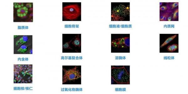 LED不光能用來照明，還能給細胞“染色”？