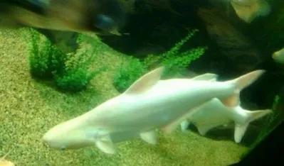 聊齋故事:鯊 妖 聊齋故事:鯊 妖