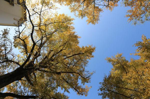 走讀山水長興 | 金秋時節銀杏黃 十里長廊人兒鬧（上）