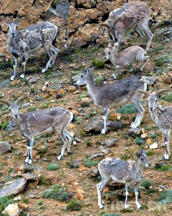 雪神之花·老牧人講的故事 雪神之花·老牧人講的故事