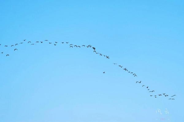 照片故事～阿爾沃河口溼地隨拍