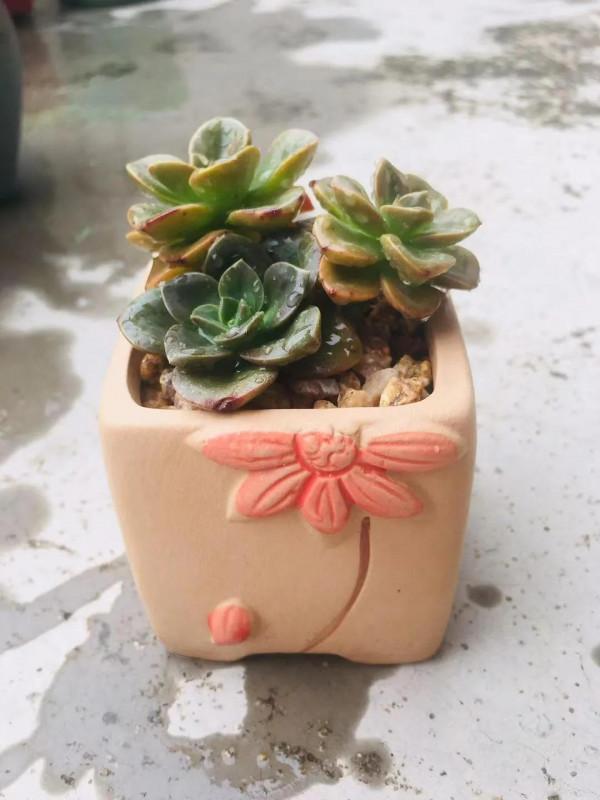 你瞭解多肉植物嗎？