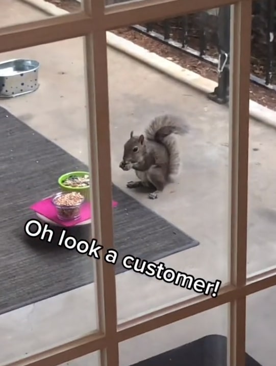 貓咪當店長,松鼠小鳥是食客,美國這個露天迷你咖啡店,太萌了 貓咪當店長,松鼠小鳥是食客,美國這個露天迷你咖啡店,太萌了