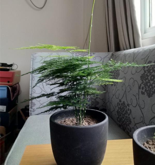 8種“吉祥花”,客廳養一盆,高貴又大氣,養人又“旺家” 8種“吉祥花”,客廳養一盆,高貴又大氣,養人又“旺家”