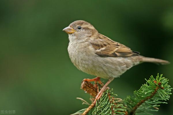 給寶寶講故事之學商篇(五)三隻小鳥 給寶寶講故事之學商篇(五)三隻小鳥