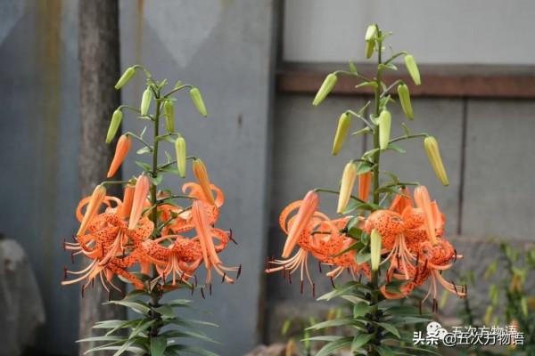 漫談起源於中國的蔬菜