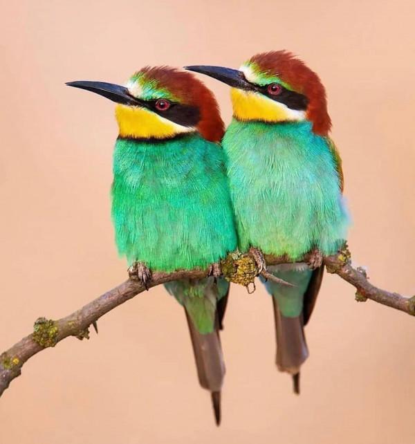 分享——最珍貴罕見的鳥