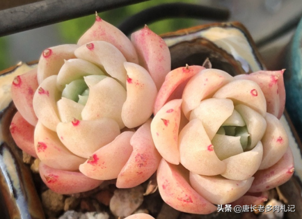 秋天剛種的多肉可以放室外嗎？當然可以，但有4個“不能”要注意