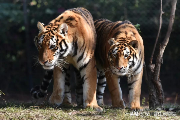 噓！大年初三睡到飽