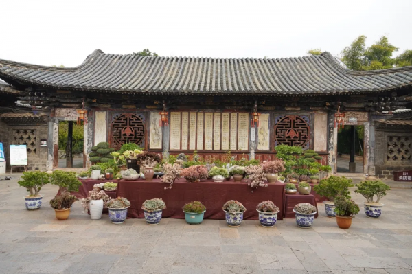 春節到朱家花園看多肉