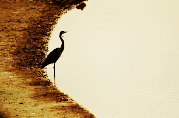 甘肅推特丨美麗天水湖 鷺影弄清波