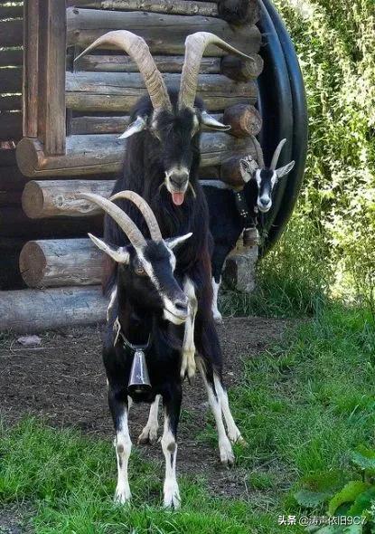 分享—奇特的動物(一) 分享—奇特的動物(一)