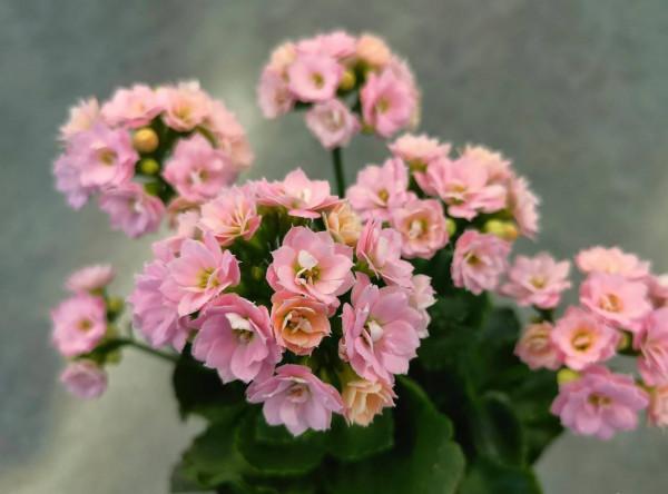 有3種花,花開滿室很好打理,名字很吉祥喜慶能淨化空氣 有3種花,花開滿室很好打理,名字很吉祥喜慶能淨化空氣