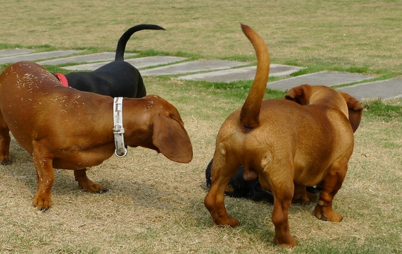 為什麼臘腸犬不招待見？這幾個“缺點”難以忍受