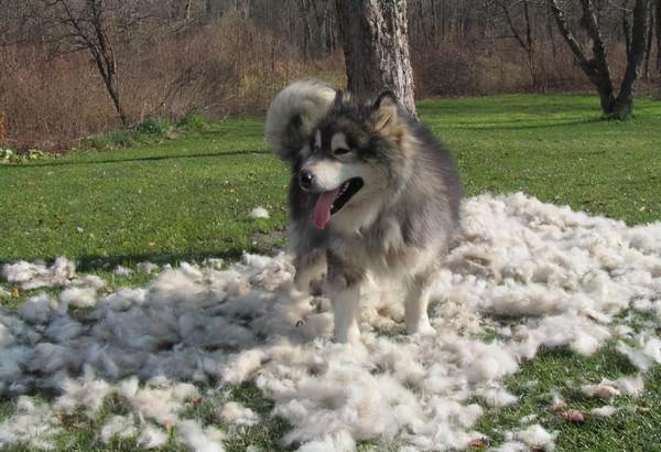 阿拉斯加犬掉毛嚴重，怎麼辦？