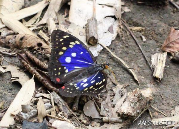 觀賞昆蟲野外識別圖訣：大紫蛺蝶