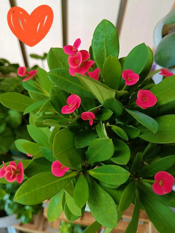 冬日裡陽臺上的春天 冬日裡陽臺上的春天