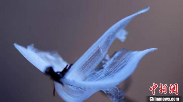 山西發現罕見“冰蝴蝶”，央視曾多次報道，究竟是什麼？