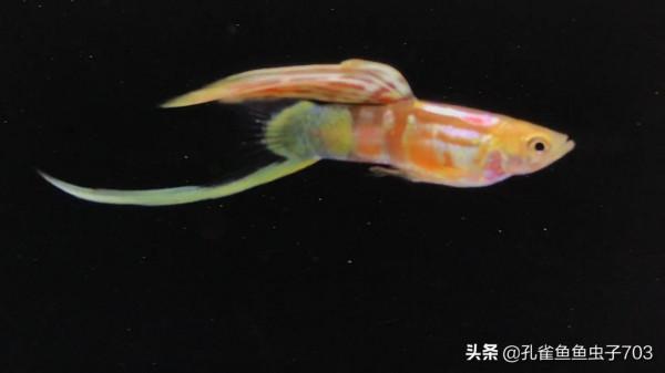 別人養的孔雀魚4個月都能繁殖了，而我養的6個月了，還這麼小啊？