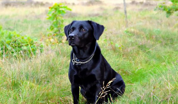 公認“無攻擊性”的3種狗,你最想養哪隻? 公認“無攻擊性”的3種狗,你最想養哪隻?