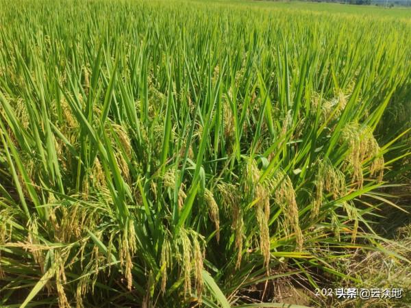 今年種水稻又是一個豐收年，但可能出現豐產不增收問題