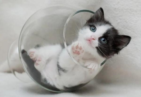 收集20張動物圖片，你最喜歡哪張