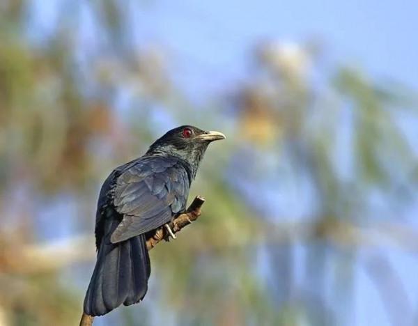 分享鳥類圖片-噪鵑