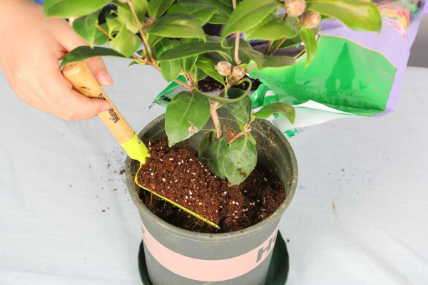 換盆“3個不注意”,大白根被扯斷,葉子發黃掉一地 換盆“3個不注意”,大白根被扯斷,葉子發黃掉一地