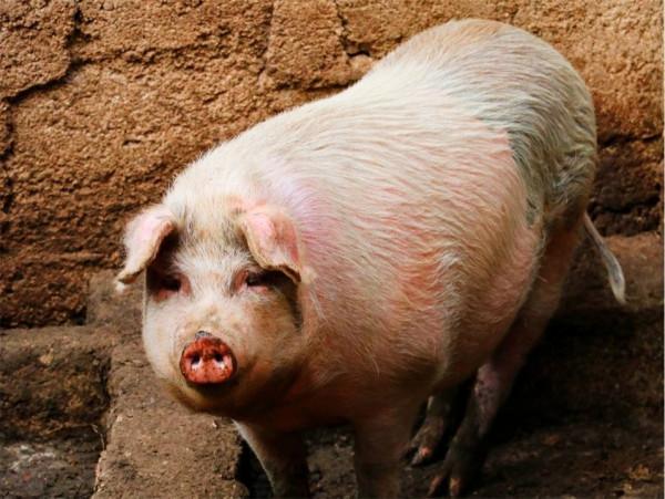 全球最聰明的十種動物,哪一個動物上榜是你沒有想到的? 全球最聰明的十種動物,哪一個動物上榜是你沒有想到的?