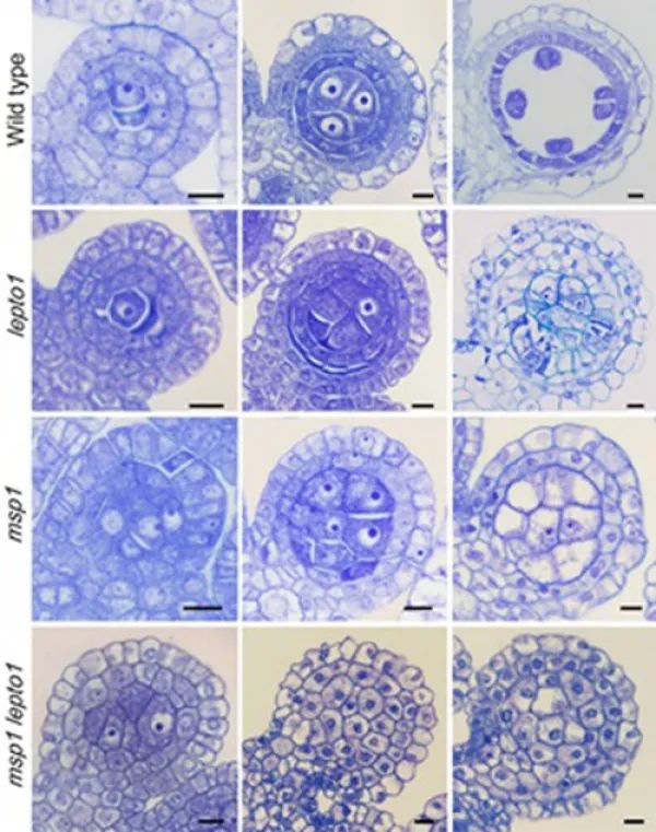 減數分裂起始研究取得進展