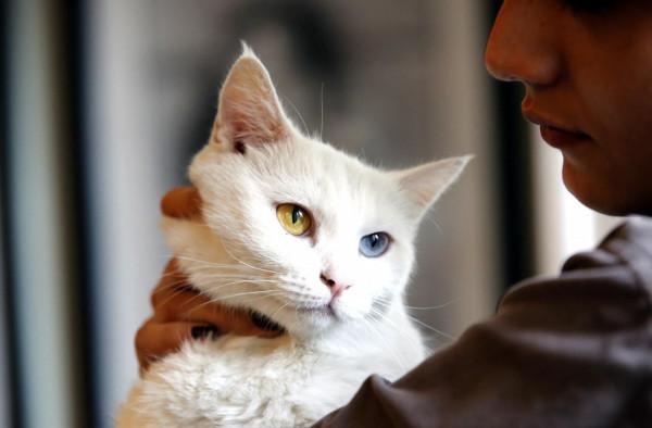 德黑蘭的貓咪咖啡館