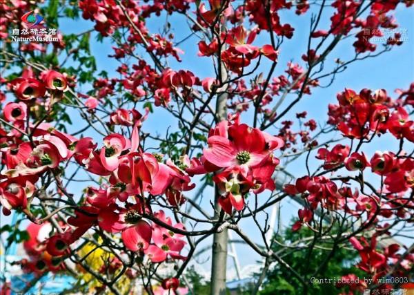 四照花～春有亮葉，夏花如蝶，秋有紅葉紅果，極具觀賞價值