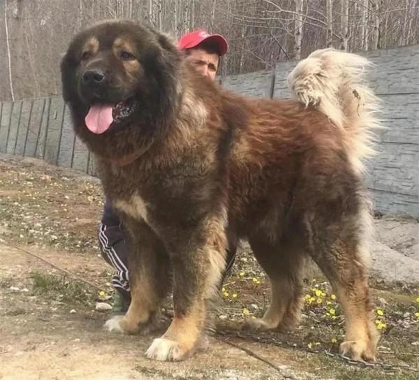 被我國&OpenCurlyDoubleQuote;禁養&rdquo;的十種猛犬