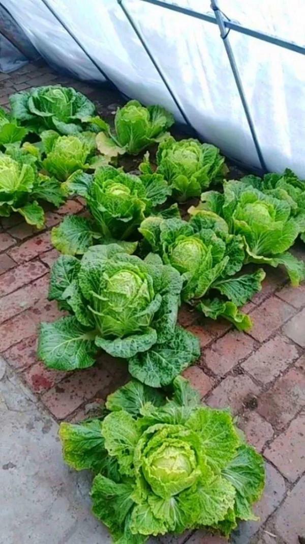 農村摳門大爺院子磚縫裡蔬菜長10年，5平方米栽10多種，看啥情況