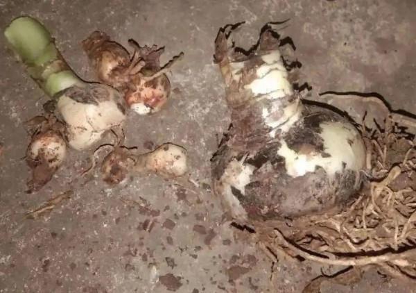 養花大棚倒閉,“貴貨花”路邊扔了一地,後悔沒帶個大麻袋 養花大棚倒閉,“貴貨花”路邊扔了一地,後悔沒帶個大麻袋