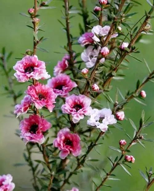 非松亦非梅的松紅梅